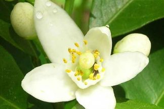 Neroli Hydrolat